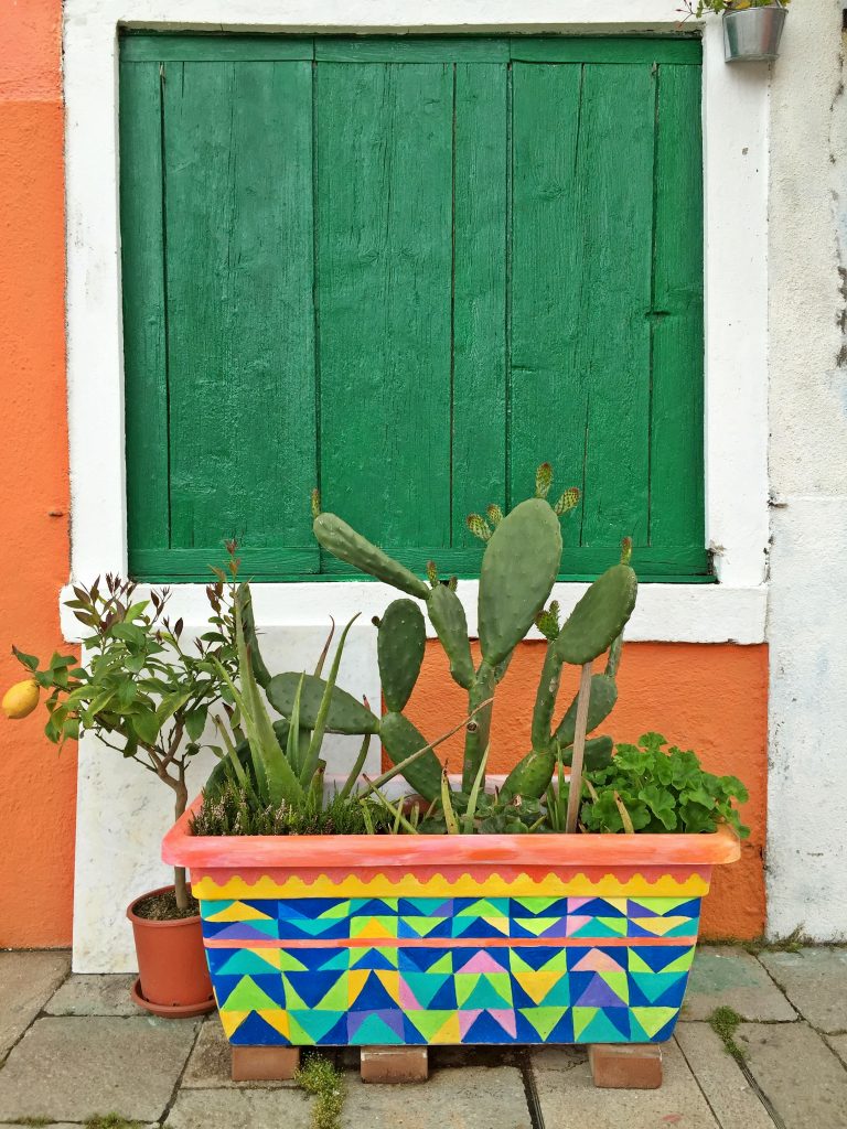 Colourful planter box and succulents in Burano Italy