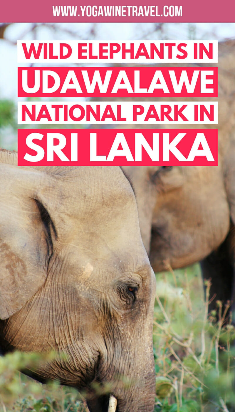 An Epic Elephant Safari In Udawalawe National Park In Sri Lanka