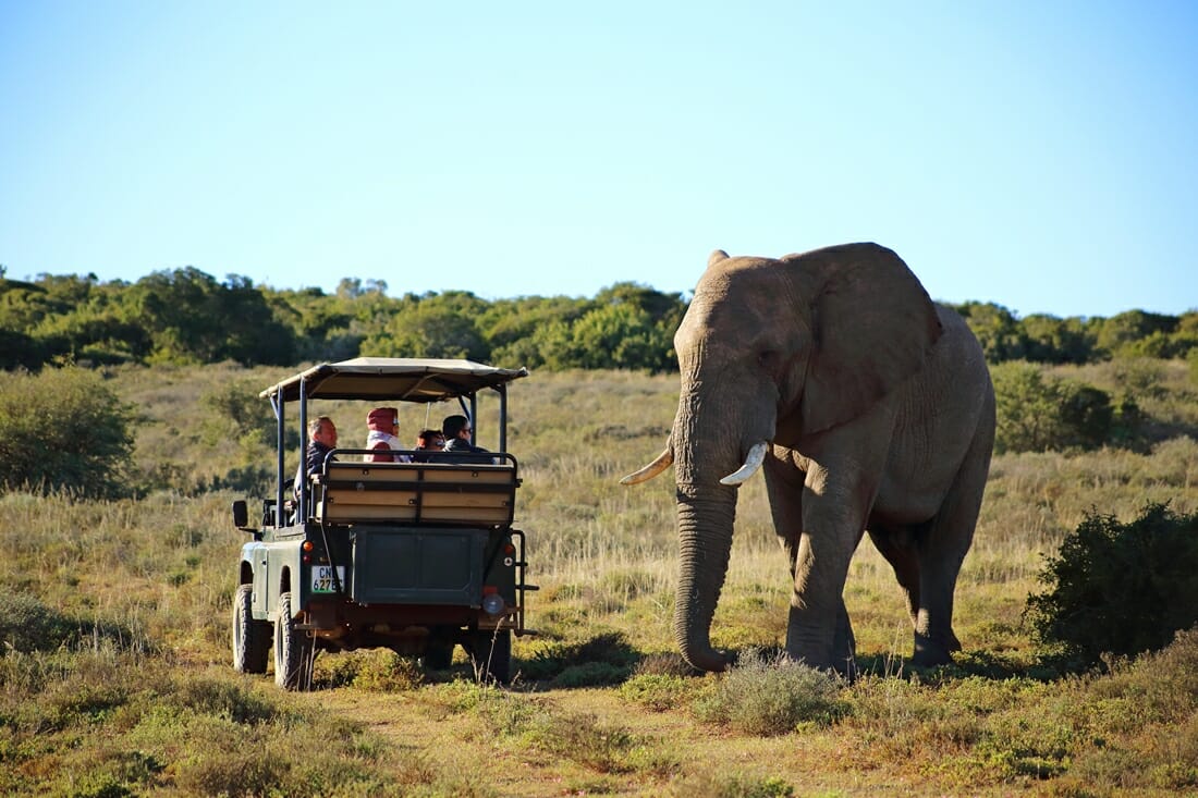 Ultimate Safari Glamping Experience at Lodge in South Africa | & Travel