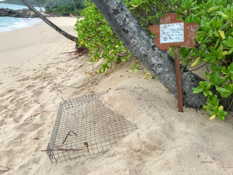 Caged turtle nest on a beach in Sri Lanka