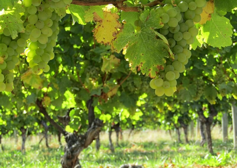 15+ Best Wine Regions in the World That Will Spark Your Wine-derlust