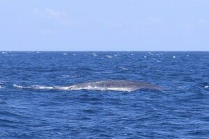 Sail Lanka Review: Whale Watching Aboard a Luxury Catamaran in South ...