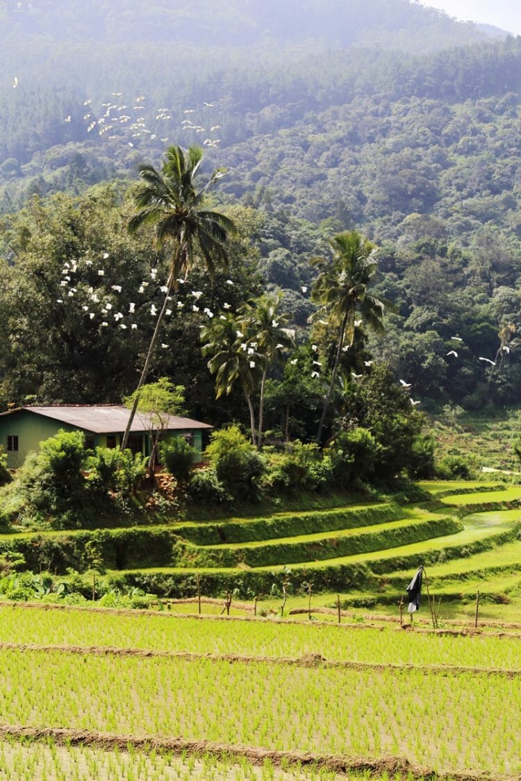 Palm trees and rice paddies in Knuckles Mountain Range Sri Lanka