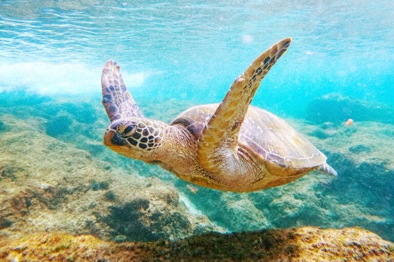 Xiaoliuqiu Day Trip From Kaohsiung: Snorkel with Lambai Island’s Sea Turtles